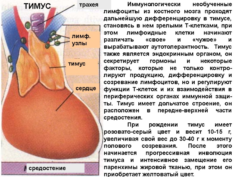 трахея лимф. узлы тимус  сердце средостение     Иммунологически необученные лимфоциты